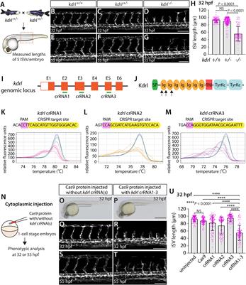 Highly Efficient Synthetic CRISPR RNA/Cas9-Based Mutagenesis for Rapid Cardiovascular Phenotypic Screening in F0 Zebrafish